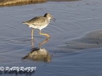 _DSC1433