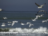 Quend 04 (39)