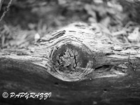 _DSC3746