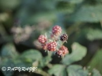 _DSC3751