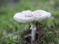 _DSC3774