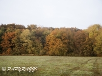 _DSC4051