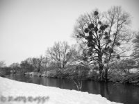 _DSC5196