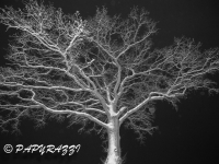 _DSC5354
