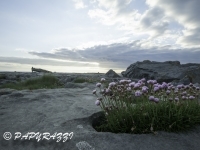 _DSC0011