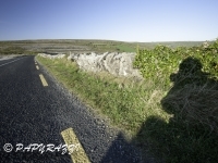 _DSC0195