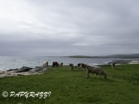 _DSC0769