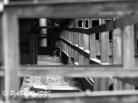 _DSC5487
