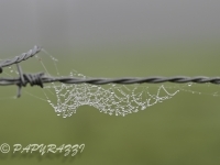 DSC_1430