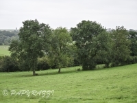 DSC_1519