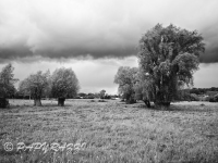 DSC_3095