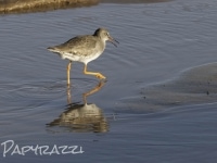 _DSC1433