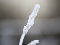 _DSC0590