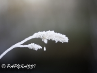 _DSC0591
