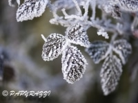 _DSC0593