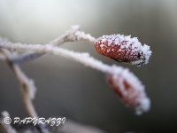 _DSC0597