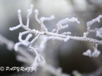 _DSC0601
