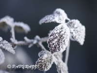 _DSC0602