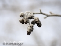 _DSC0604
