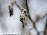 _DSC0606