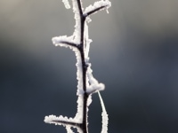 _DSC0617