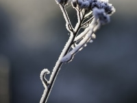 _DSC0618