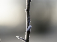 _DSC0619