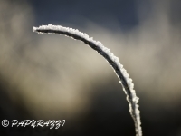 _DSC0624