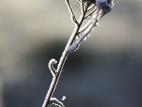 _DSC0625