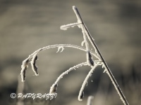 _DSC0645