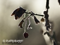 _DSC0664