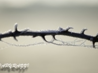 _DSC0673