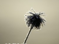 _DSC0674