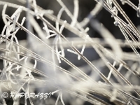 _DSC0686