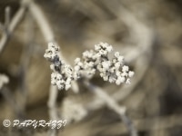 _DSC0693