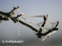 _DSC0702