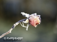 _DSC0716