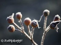 _DSC0717