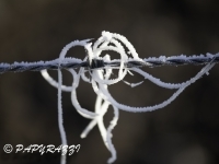 _DSC0718