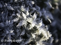 _DSC0722