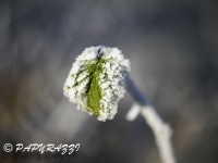 _DSC0732