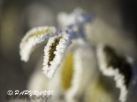 _DSC0735