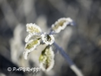 _DSC0737