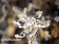_DSC0738