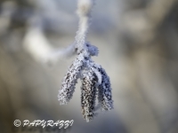 _DSC0740