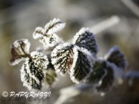 _DSC0741