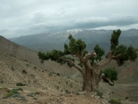 arbre