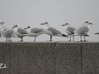 _DSC6858.jpg