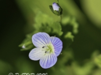 04.04