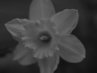 16.03